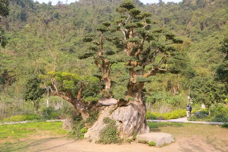 Thousand-year-old Ficus Tree