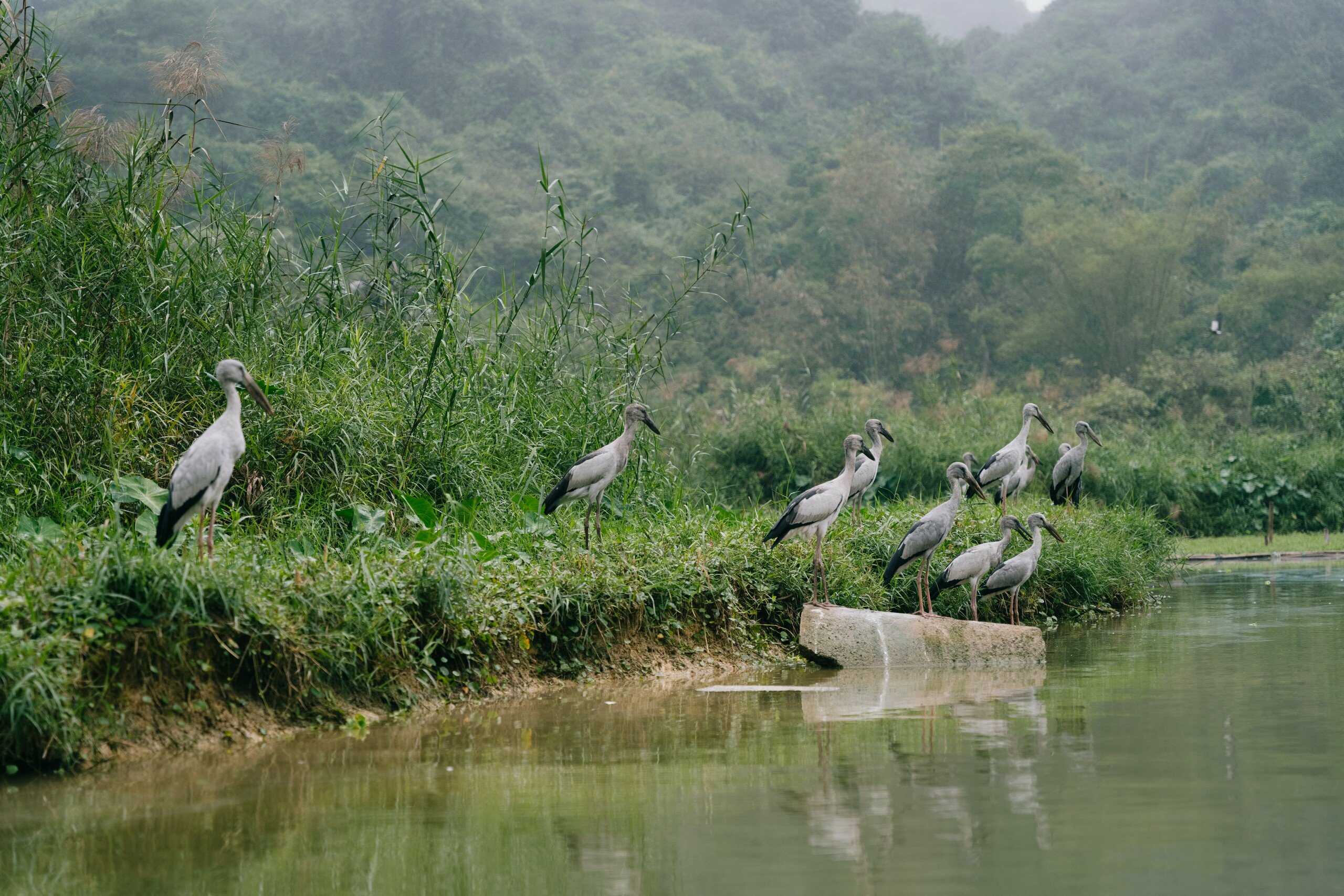 Thung-nham-bird -garden