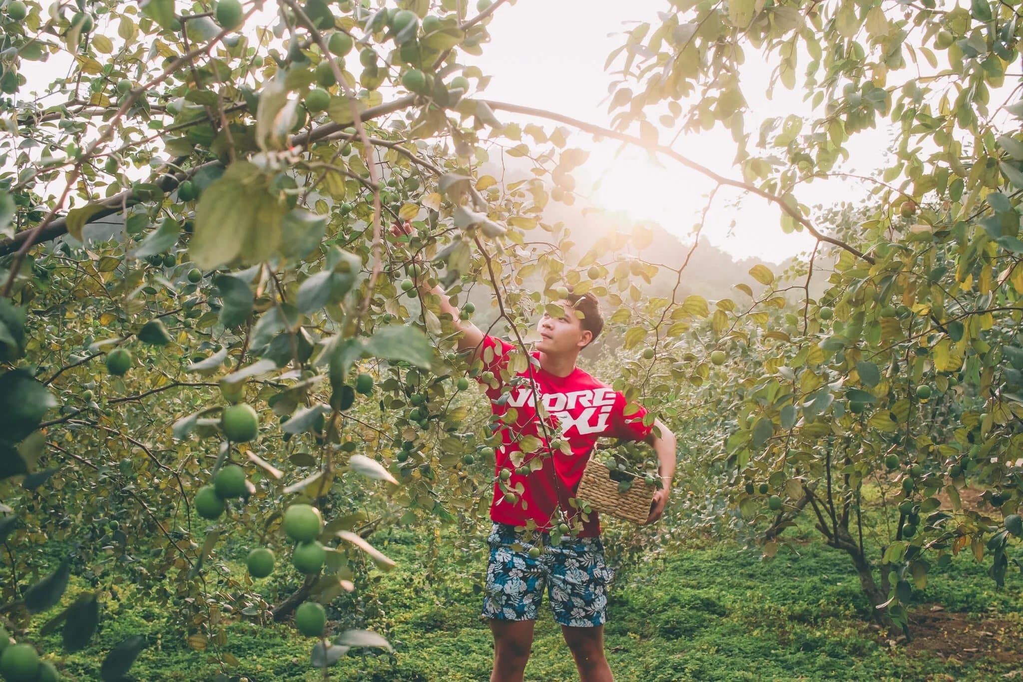 Fruit Garden