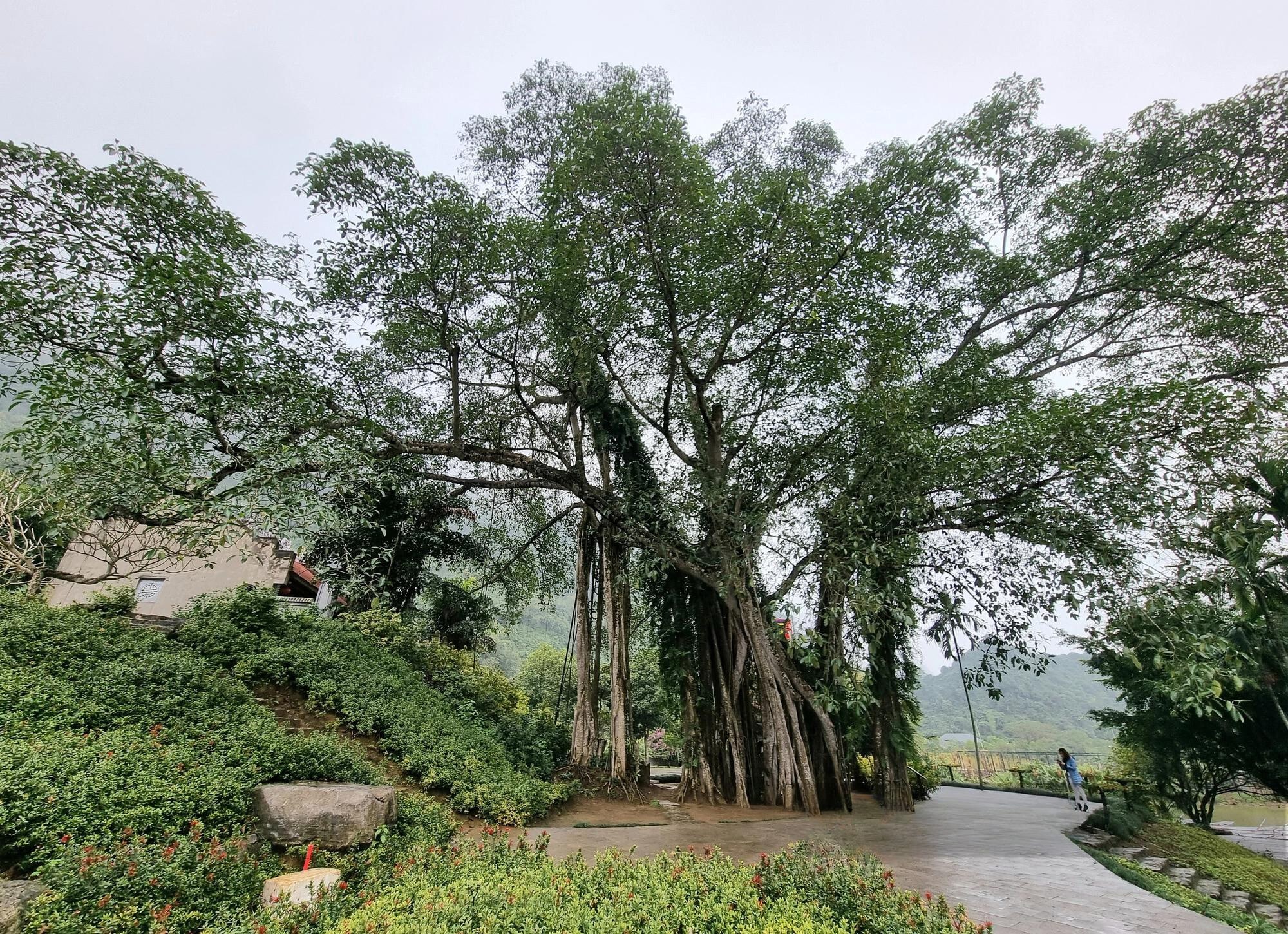 Thousand-year-old Moving Banyan Tree