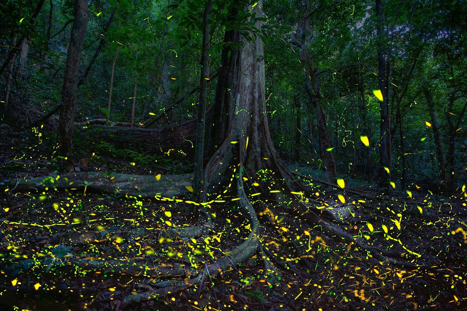 cuc-phuong-national-park