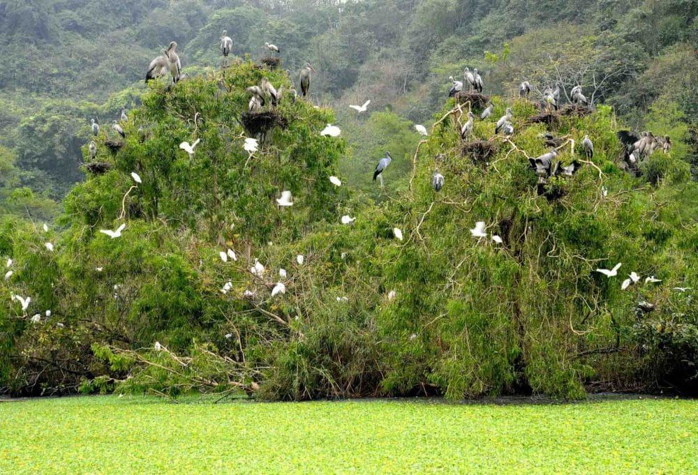 thung-nham-bird-garden-tour