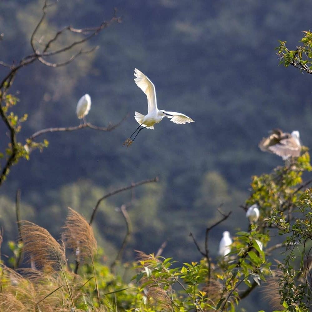 thung-nham-bird-garden