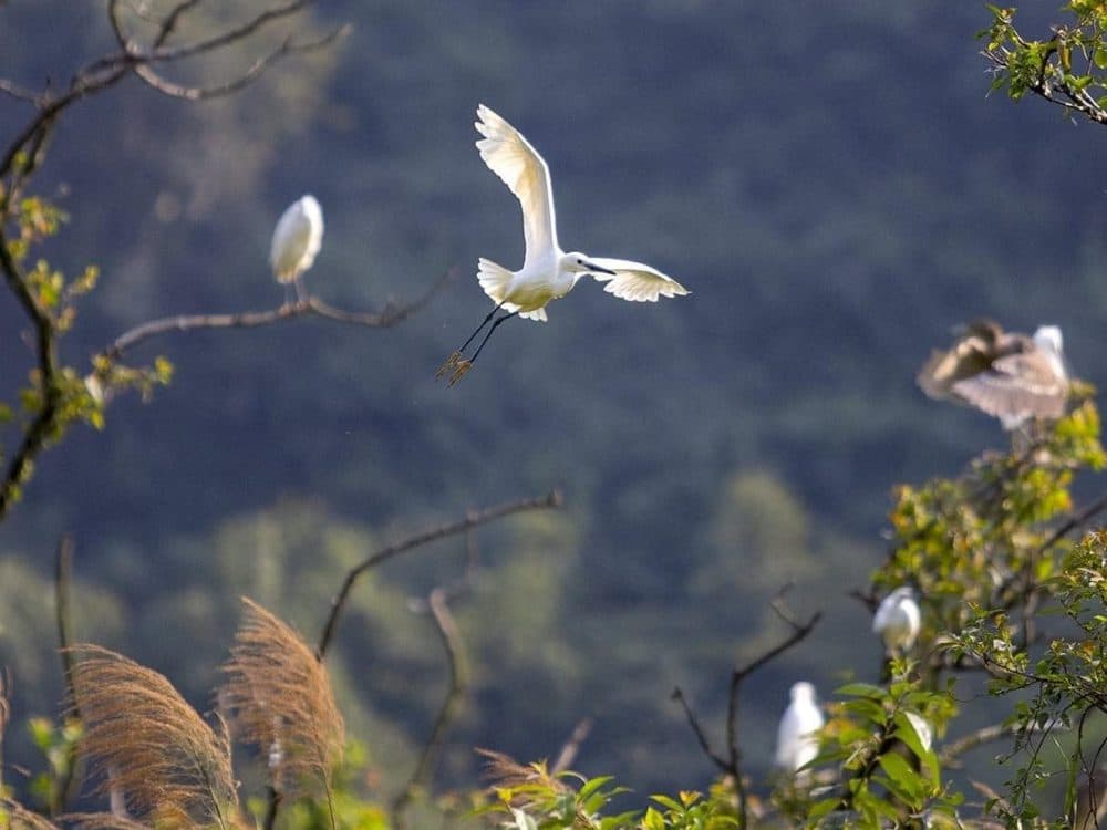 thung-nham-bird-garden