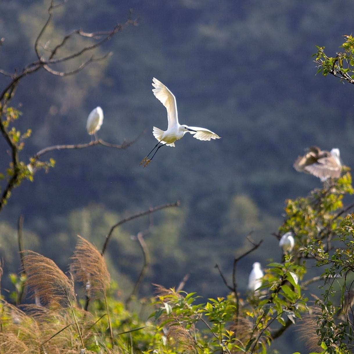 thung-nham-bird-garden