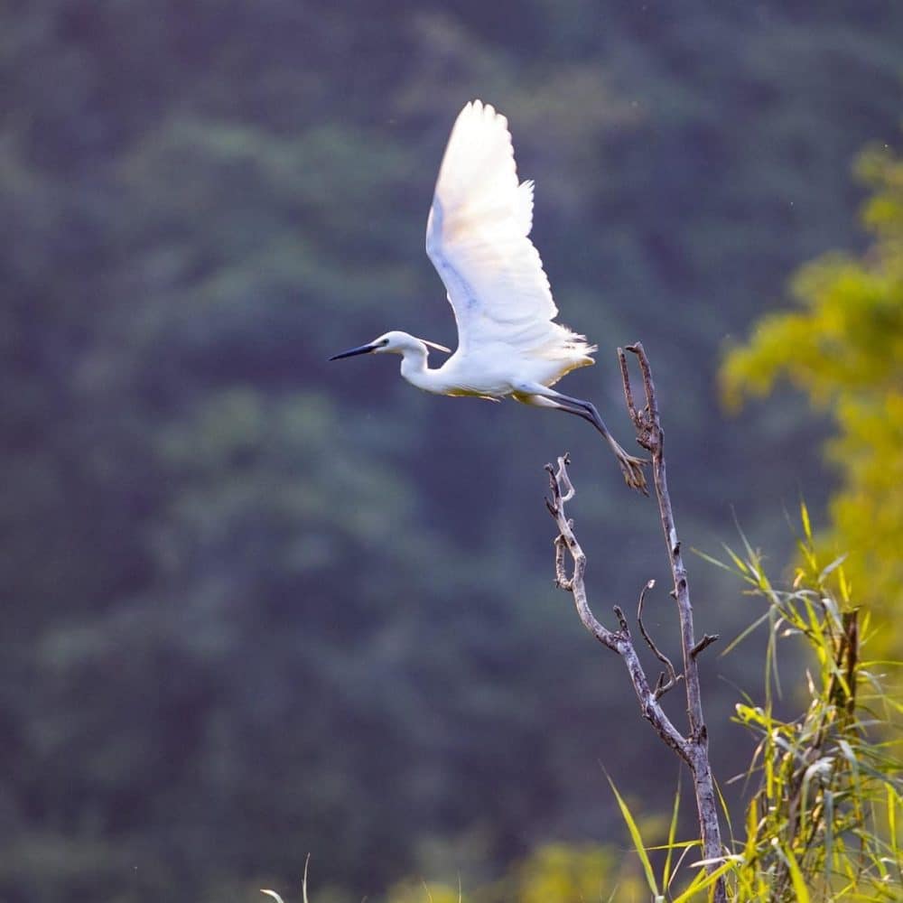 thung-nham-bird-garden-tour