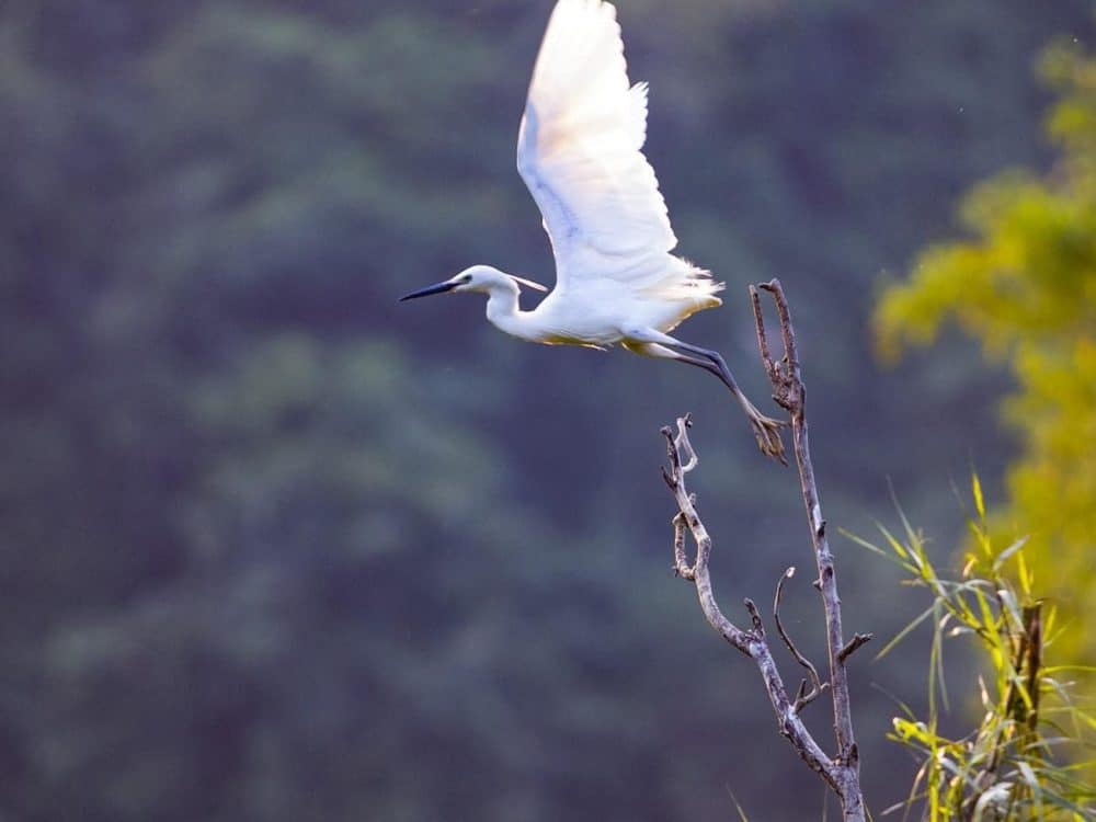 thung-nham-bird-garden-tour