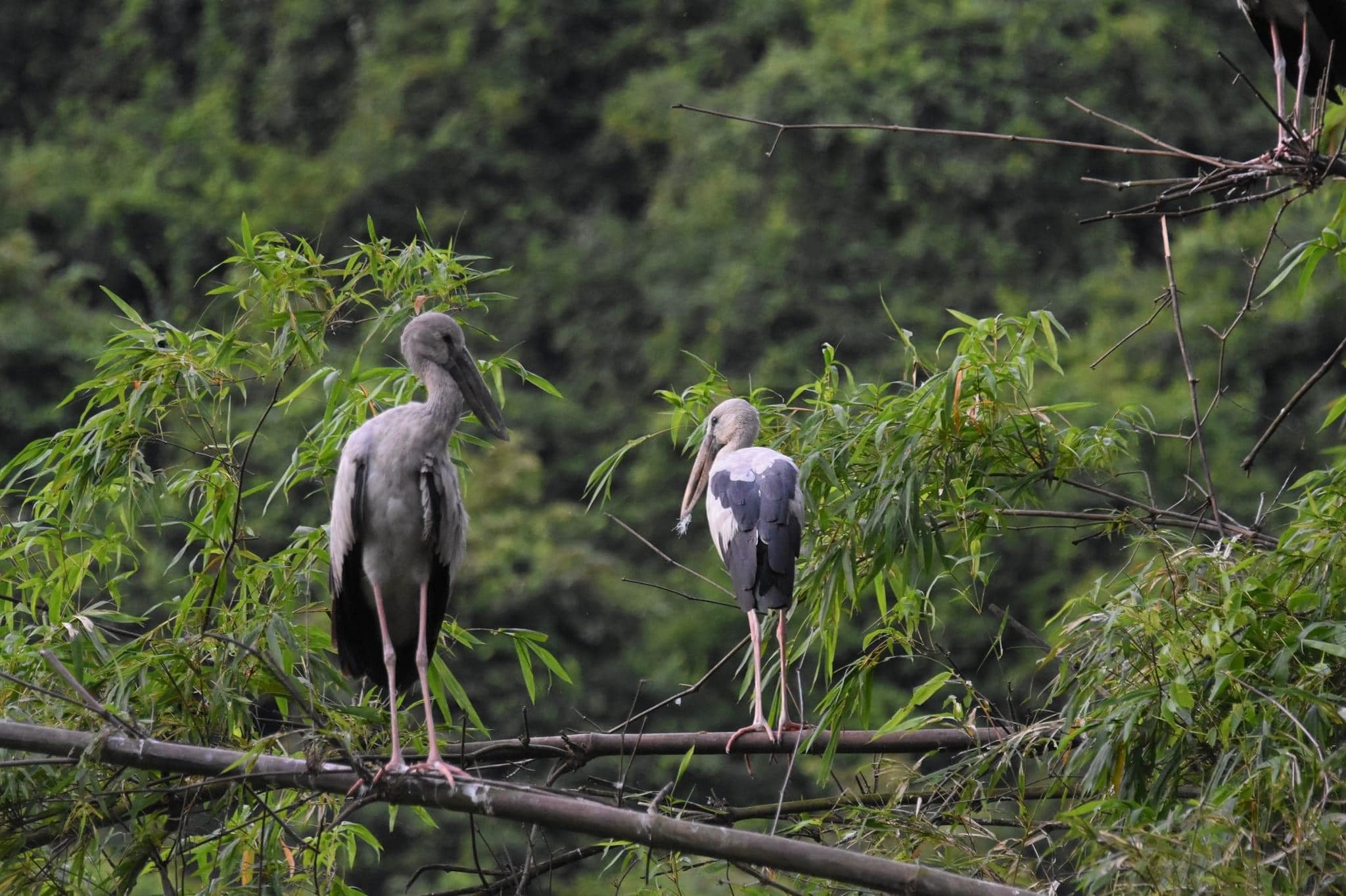 thung-nham-bird-garden